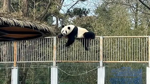 Un panda s’évade d’un zoo (Vidéo)